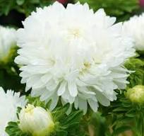 King Size White China Asters Seeds online shopping