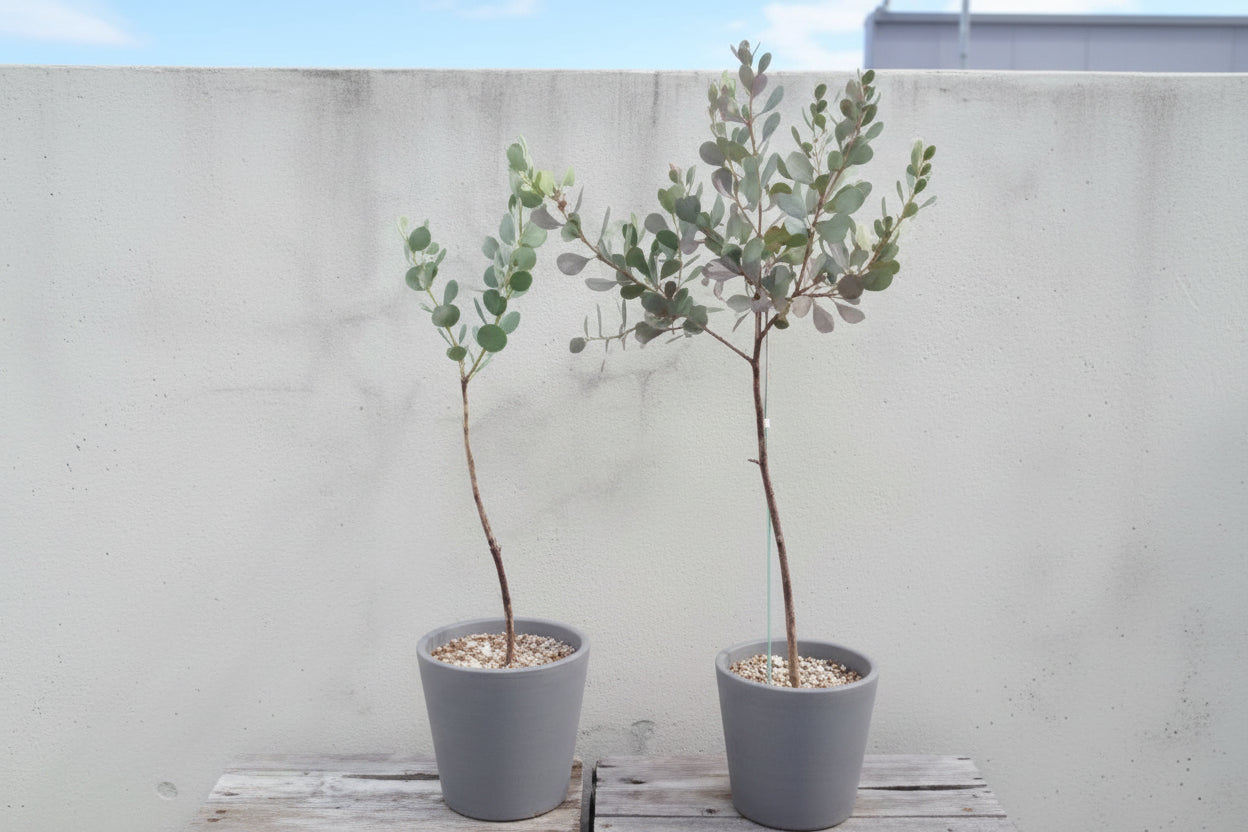 Heart Leaf Websteriana Eucalyptus Seeds online shopping