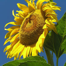 Russian Mammoth Organic Sunflower Seeds online shopping