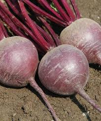 Chioggia Guardsmark Organic Beet Seeds online shopping