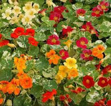 Tall Single Mix Nasturtium Seeds online shopping