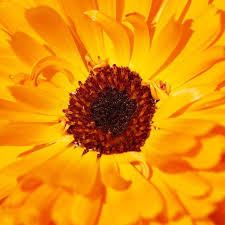 Indian Prince Calendula Seeds online shopping