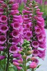Foxglove Digitalis Seeds online shopping