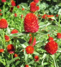 Strawberry Fair Gomphrena Seeds online shopping
