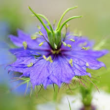Persian Jewels Nigella Seeds online shopping