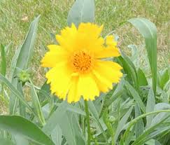 Lanceleaf Coreopsis Seeds online shopping