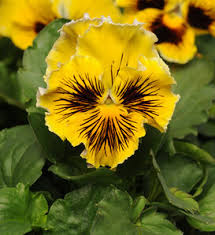 Frizzle Sizzle Lemonberry Pansy Seeds online shopping