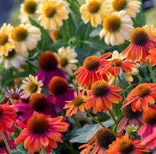 Cheyenne Spirit Echinacea – EVERGREEN