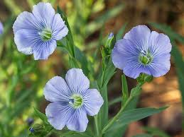 Common Flax Organic Seeds online shopping