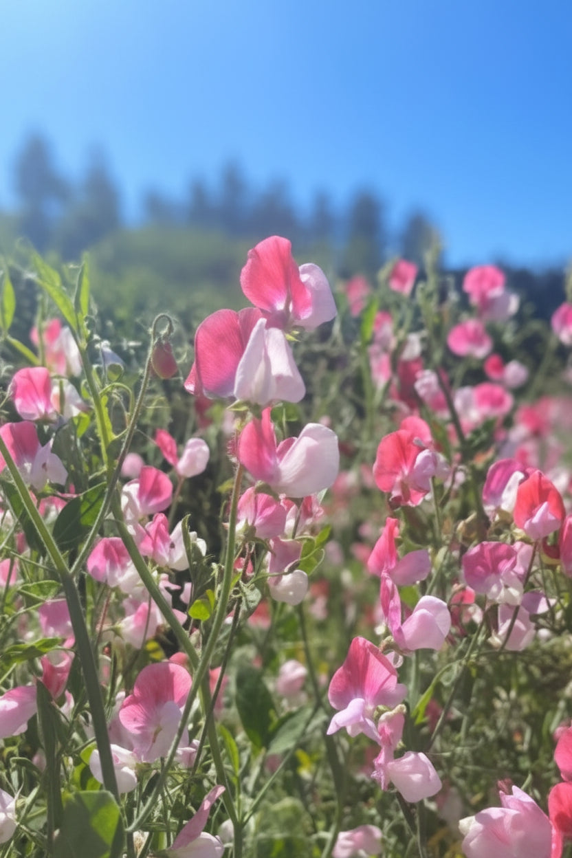 Painted Lady Sweet Pea Seeds online shopping
