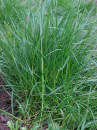 Sheep Fescue Grass Seeds online shopping