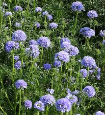 Globe Gilia Seeds online shopping