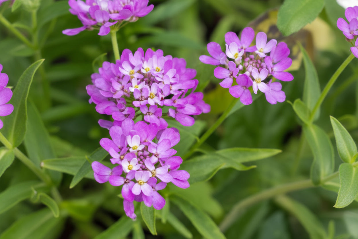 Candytuft Iberis Seeds online shopping