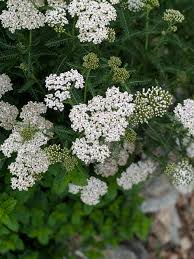 Western Yarrow Seeds online shopping