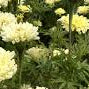 Sugar and Spice Marigold Seeds online shopping