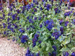 Honeywort Cerinthe Seeds online shopping