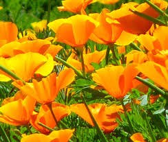 California Orange Poppy Seeds online shopping