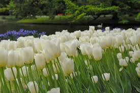 City of Vancouver Tulip Bulbs