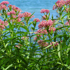 Swamp Milkweed Seeds online shopping