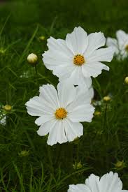 Purity Cosmos Seeds online shopping