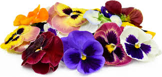 Swiss Giants Mix Pansy Seeds online shopping
