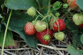 Hecker Day Neutral Everbearing Strawberry Plant