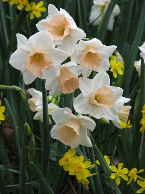 Iowana Narcissus Bulbs