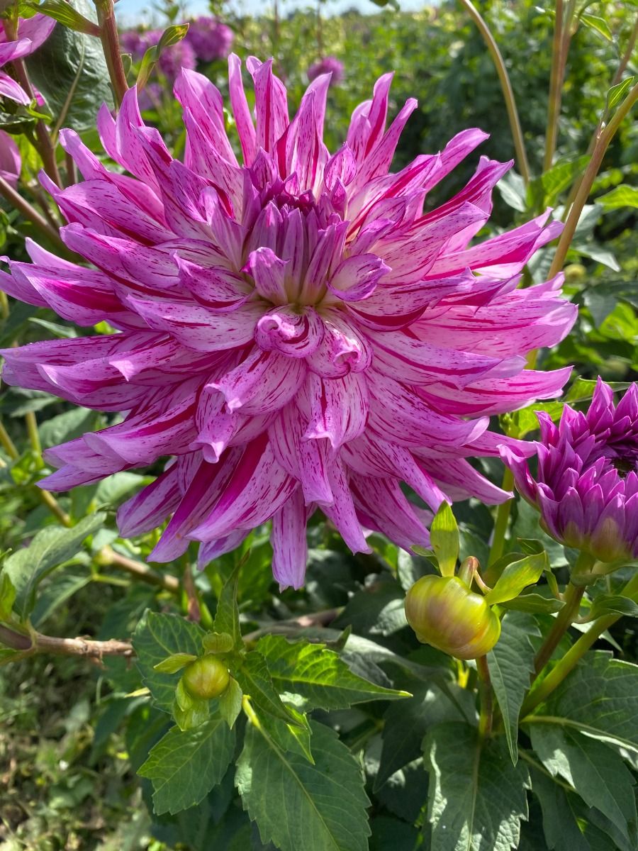 Bedazzled Dahlia