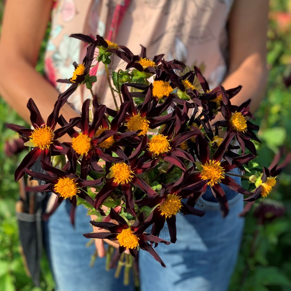 Verrone's Obsidian Dahlia Tubers. Spring Bulbs for Cut Flowers.