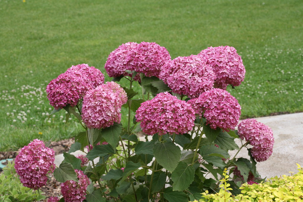 Hydrangea arborescens NCHA7 Invincibelle Mini Mauvette