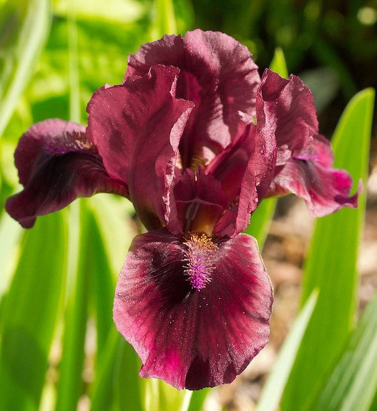 Iris pumila Red