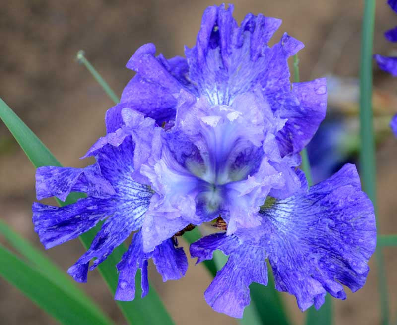Iris Sibirica Blueberry Fair