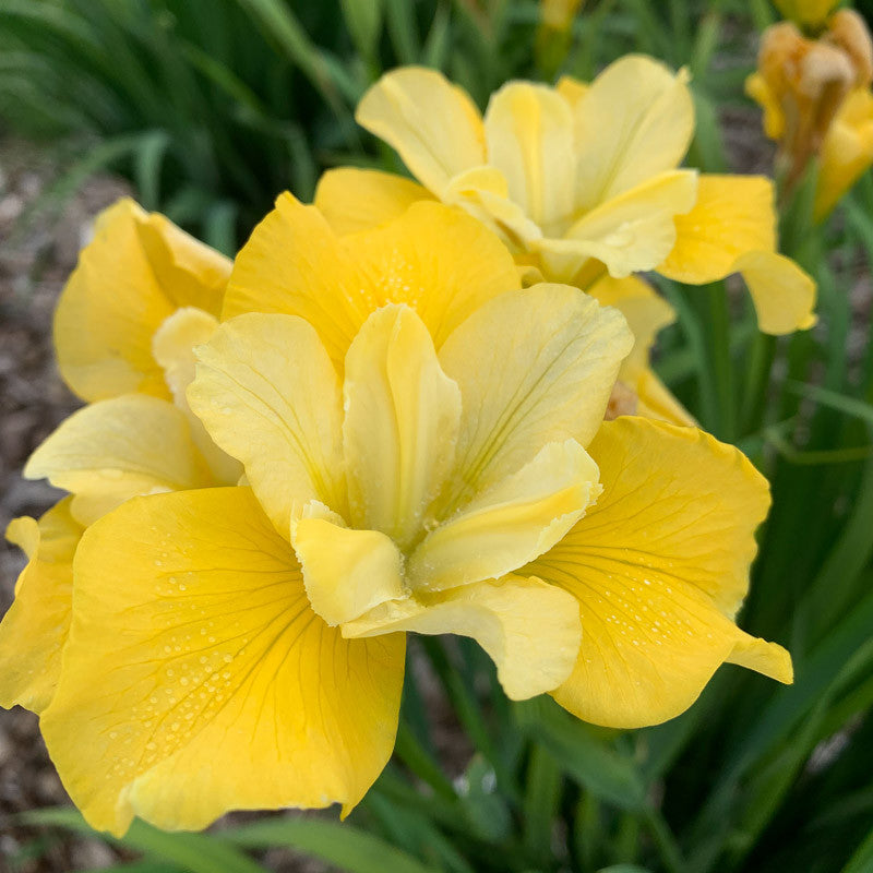 Iris Sibirica Sunfischer