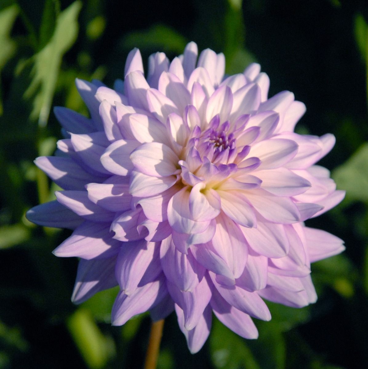 Jordan Nicole Dahlia