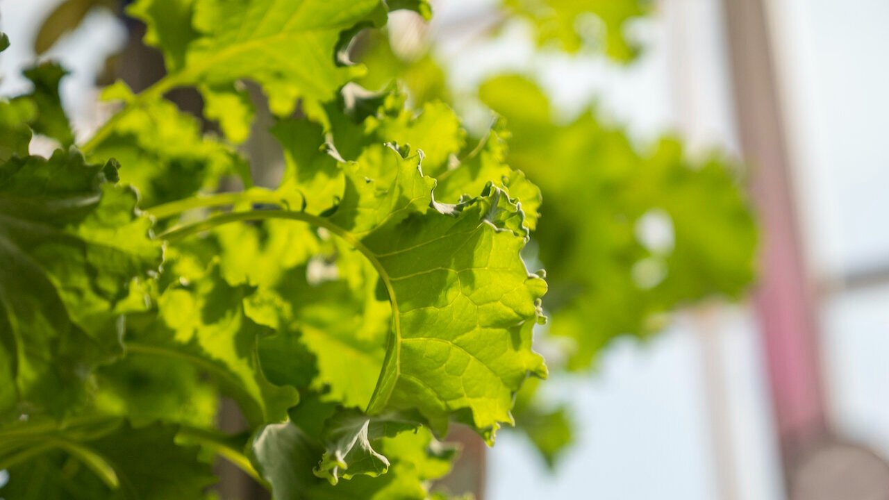 Cropking 48 Plants Continuous Flow Vertical NFT Hydroponic System Hardware and Pump