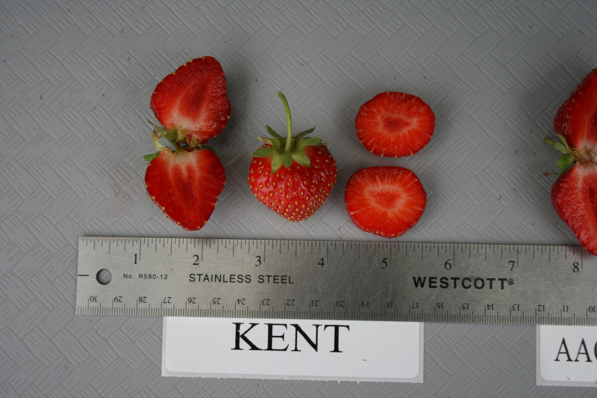 Kent Heirloom Mid Season Strawberry