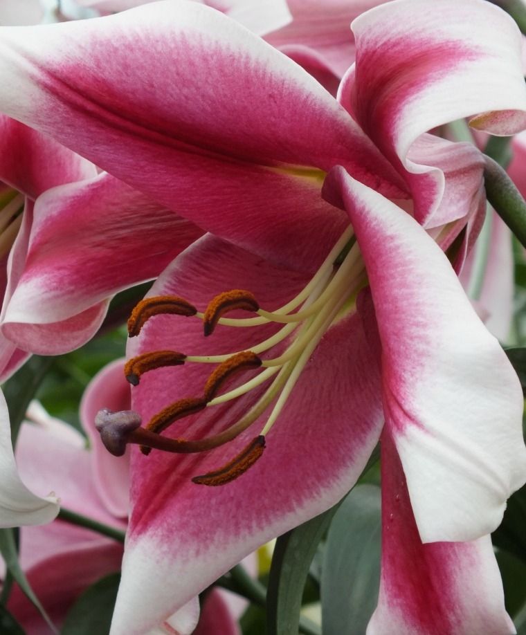 Friso Oriental x Trumpet Lily