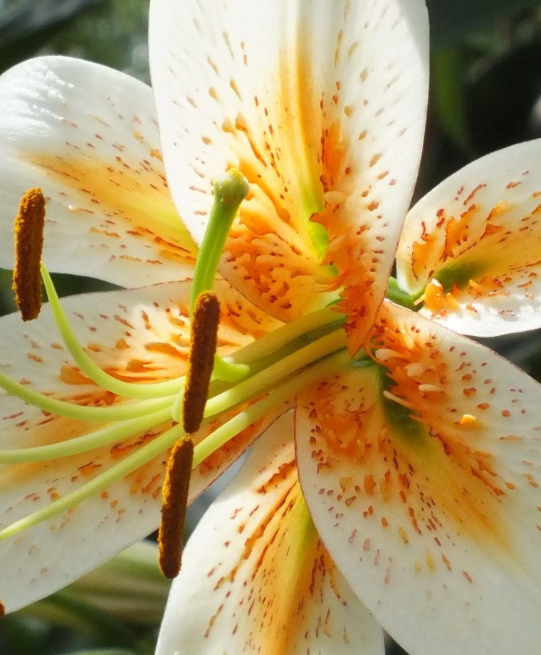Lady Alice Heirloom Henryi Lily