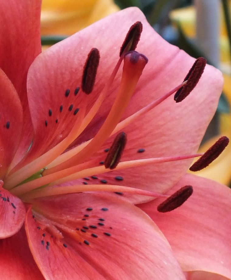 Pearl Loraine Asiatic Hybrid Lily Plants online shopping