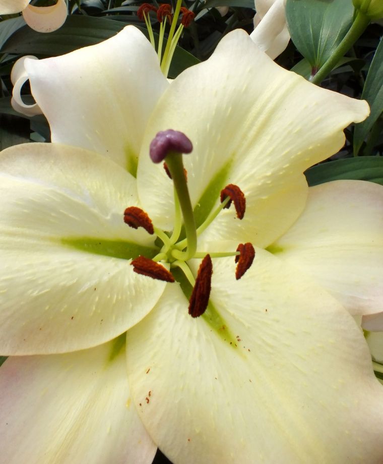 Pretty Woman Oriental x Trumpet Lily