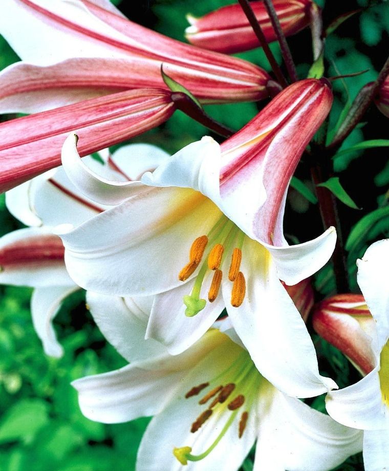 Regale Heirloom Chinese Trumpet Lily