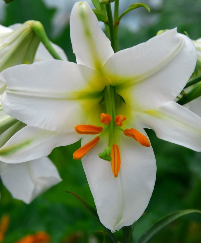 Regale Album Heirloom Chinese Trumpet Lily Plants online shopping