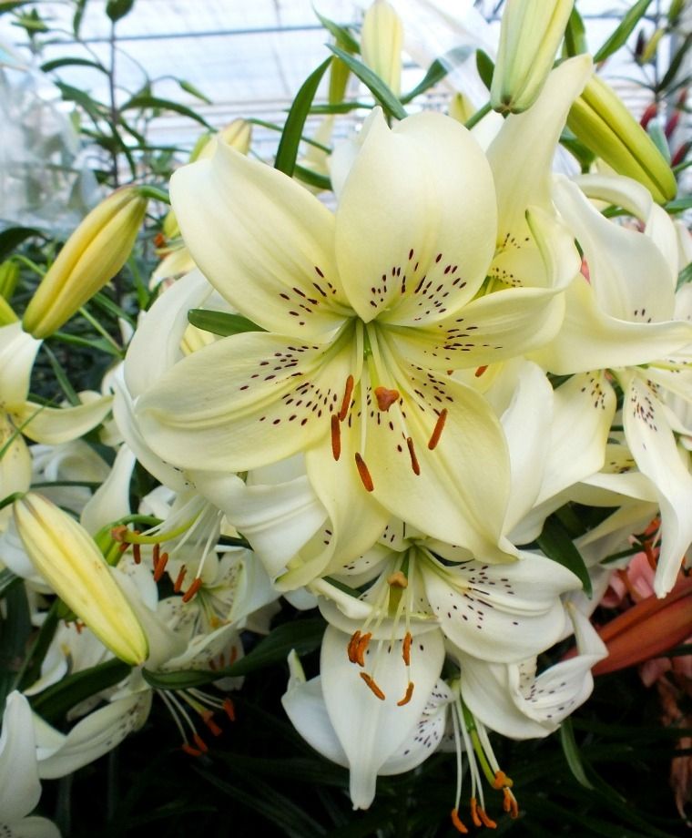Sweet Surrender Asiatic Lily
