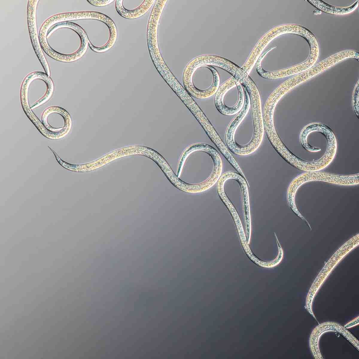 Larvanem Beneficial Nematode