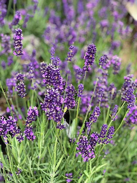 Lavandula angustifolia Big Time Blue
