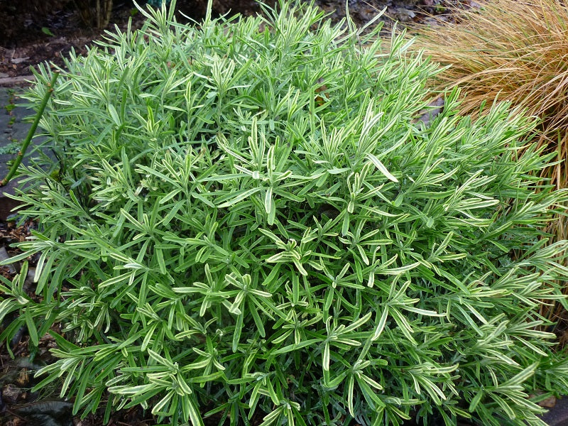Lavandula angustifolia Platinum Blonde