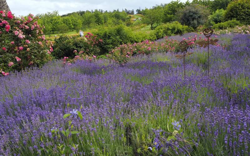 Lavandula angustifolia Super Blue