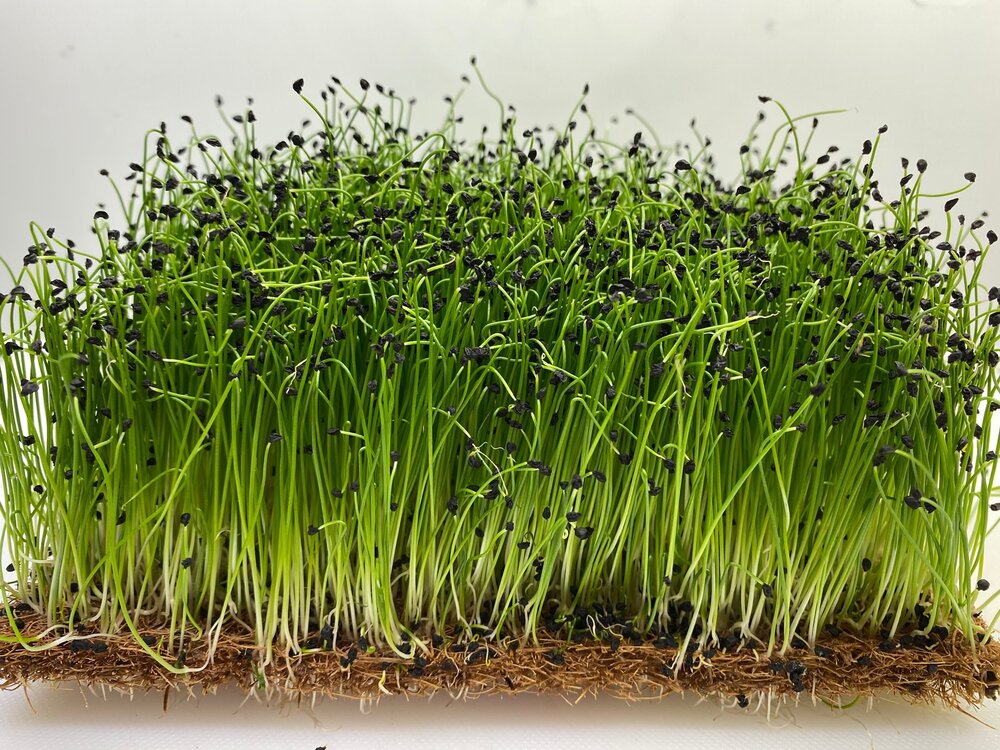 Cropking 12 lb Fodder and Microgreens Recirculating Hydroponics Cultivation System with Pump