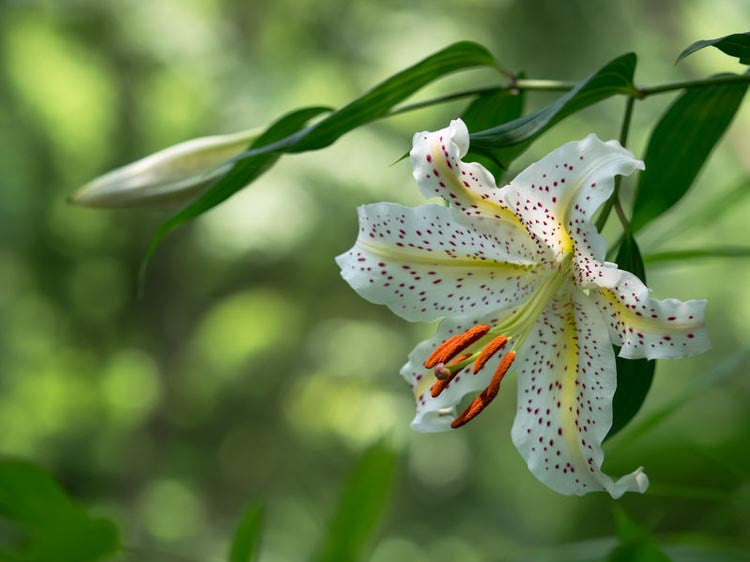 Auratum Oriental Lily