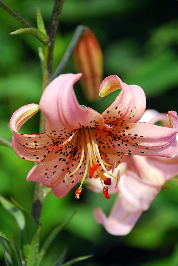 Pink Flight Tiger Lily